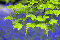 Sycamore leaves + flowers {Acer pseudoplatanus} with bluebells behind, England.