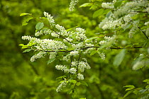 Bird cherry {Prunus padus} flowering, England