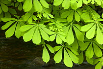 Horse chestnut leaves above stream {Aesculus hippocastanum} England