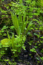 Hart's tongue fern {Asplenium scolopendrium} England