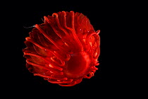 Scyphozoan jellyfish {Atolla gigantea} specimen from 831metres deep sea