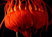 Close up of Scyphozoan jellyfish {Atolla gigantea} specimen from 831metres deep sea