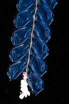 Deep sea Siphonophore, hydrozoan cnidarian {Bargmannia sp} 2503 ft, Gulf of Maine