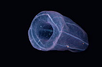 Deep sea Comb jelly {Beroe cucumis} from 800metres depth