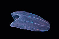 Deep sea Comb jelly {Beroe cucumis} from 800metres depth