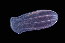 Deep sea Comb jelly {Beroe cucumis} from 800m depth