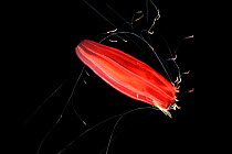Black-gut red cydippid ctenophore (comb jelly) with extended tentacles, W Atlantic.
