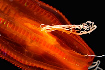 Close up of Black-mouth red cydippid ctenophore (comb jelly) W Atlantic.