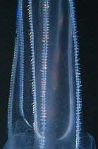 {Bolinopsis infundibulum} ctenophore (comb jelly) Atlantic. Deep sea species