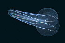 {Bolinopsis infundibulum} ctenophore (comb jelly) Atlantic. Deep sea species