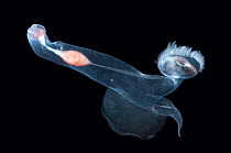{Carinaria lamarki}, pelagic heteropod