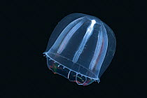 {Colobonema sericeum} hydro-medusa found in W Atlantic