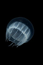 Hydro-medusa {Cunina sp} found at 300ft depth in Western Atlantic.