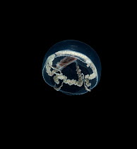 {Cyclocanna welshi} pelagic hydro-medusa from Western Atlantic.