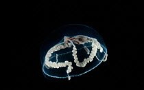 {Cyclocanna welshi} pelagic hydro-medusa from Western Atlantic.