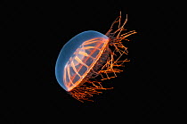 {Halitrephes maasi} pelagic hydrozoan medusa from Gulf of Maine, Atlantic.