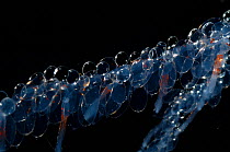 Siphonophore hydrozoan cnidarian {Nanomia cara} close up of nectophores, gasterozooid and palpons
