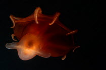 Deep sea Cirrate Octopod (Stauroteuthis syrtensis) from 800m depth, Atlantic.