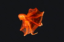 Deep sea Cirrate Octopod (Stauroteuthis syrtensis) from 800m depth, Atlantic.