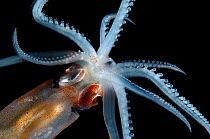 Deep sea Squid, Gulf of Maine, Atlantic.