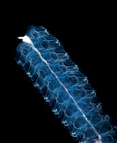 Siphosome of Hydrozoan cnidarian {Stephanomia amphitridis} deep sea, Atlantic.