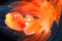 Hydrozoan cnidarian {Stephanomia amphitridis} deepsea, Atlanticat 2715 ft, gasterozooid and palpons