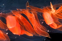 Cormidium of Hydrozoan cnidarian {Stephanomia amphitridis} deep sea, Atlantic.