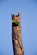 White fronted parrot in nest hole {Amazona albifrons} Yucatan, Mexico