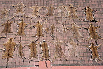 Jaguar skins from illegal hunting, Yucatan, Mexico