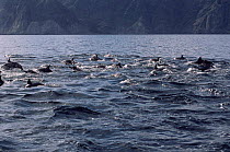 Pod of Common dolphin {Delphinus delphis} Gulf of Calfornia, Mexico