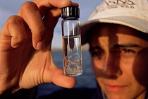 Sample bottle of Krill {Euphausiacea} Gulf of California, Mexico