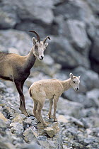Stone sheep + lamb {Ovis dalli stony} Stone Mt, British Columbia, Canada. wild