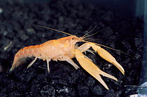 Miami cave crayfish from underground aquifer {Procambarus milleri} Florida, USA.