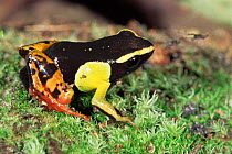 Mantella frog, captive occurs Madagascar