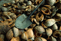 Discarded coconut shells, coconut industry, Espiritu Santo Island, Vanuatu Island, Pacific