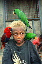 Pet Eclectus parrots {Eclectus roratus} perching on boys head and shoulders, New Britain, Papua New Guinea