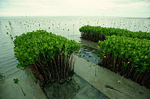 Mangroves planted for reforestation, Fiji, South Pacific