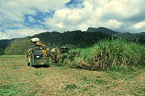 Sugar cane harvest, Cairns, Queensland, Australia