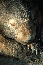 Common wombat sleeping {Vombatus ursinus} captive, Australia