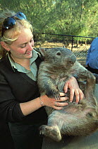 Common wombat with handler, captive {Vombatus ursinus} Australia
