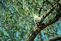 Crested pigeon {Ocyphaps lophotes} Alice Springs, Northern Territory, Australia