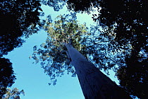 Tallest Eucalyptus tree {Eucalyptus sp} 76m high, New South Wales, Australia