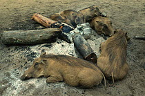 Warthogs beside remains of a camp fire due to warmth {Phacochoerus aethiopicus} Swaziland