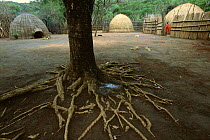 Mantenga village, Swaziland, Southern Africa 2001