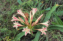 Maputaland grass lily {Crinum acaule} Mozambique