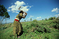 Woman harvesting and chopping firewood, Ethiopia