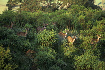 Herd of Mountain nyala {Tragelaphus buxtoni} Bale Mountains, Ethiopia, Endangered