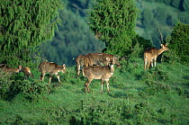 Herd of Mountain nyala {Tragelaphus buxtoni} Bale Mountains, Ethiopia
