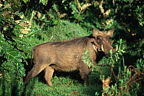 Warthog {Phacochoerus aethiopicus} Bale Mountains, Ethiopia