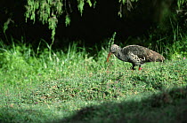 Wattled ibis {Bostrychia carunculata} Bale Mountains, Ethiopia